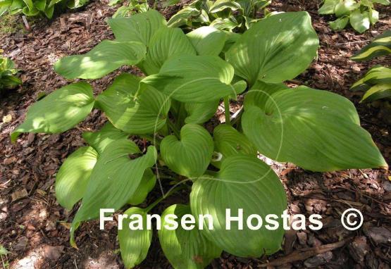 Hosta Sweet Bouquet